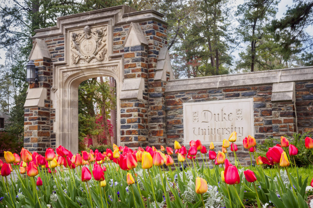 Red and yellow tulips in bloom in front of the stone Duke University entrance gate, with a Gothic-style archway and carved crest in the background.